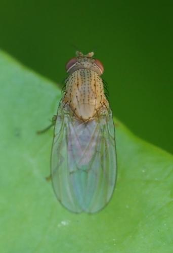 Réf. 257 612 : Minettia sp.